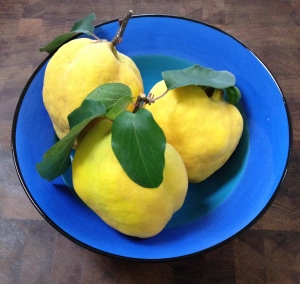 Ripe fruit for poached quince recipe