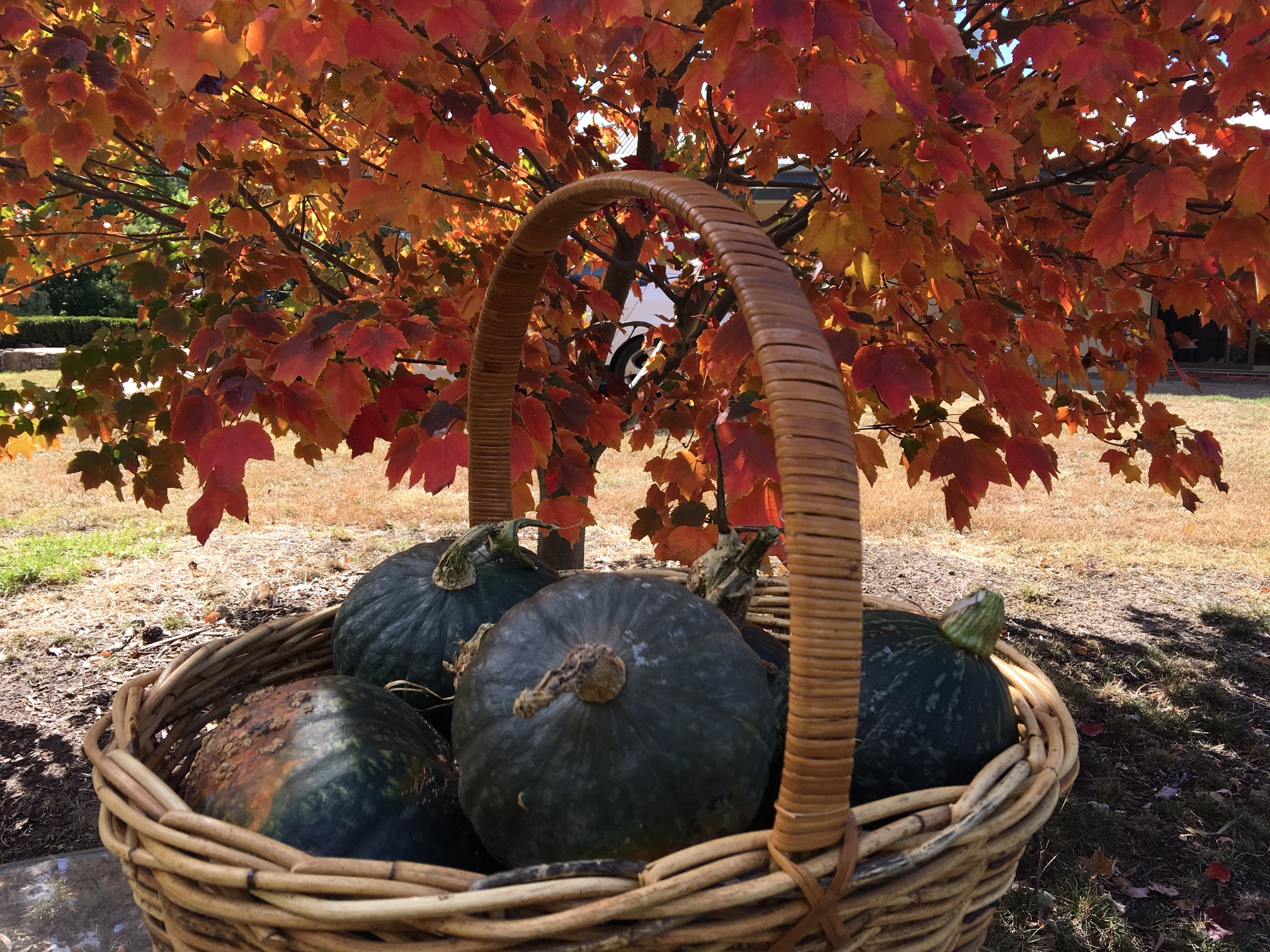Autumn harvest of pumpkins in a cane basket.