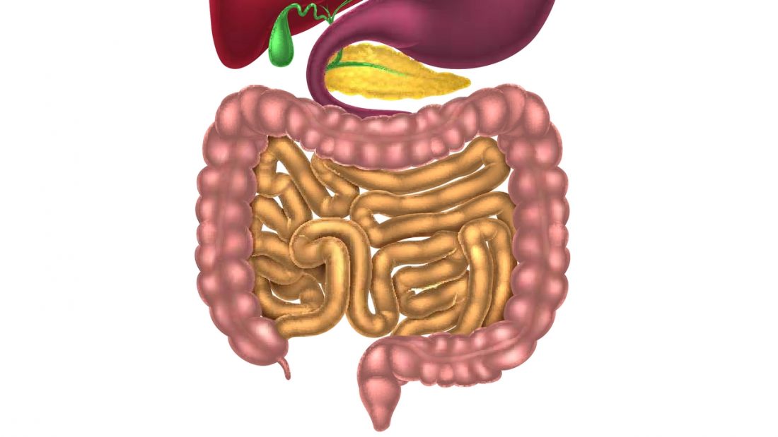 Diagram of small and large intestine, pancreas, gall bladder and base of stomach and liver