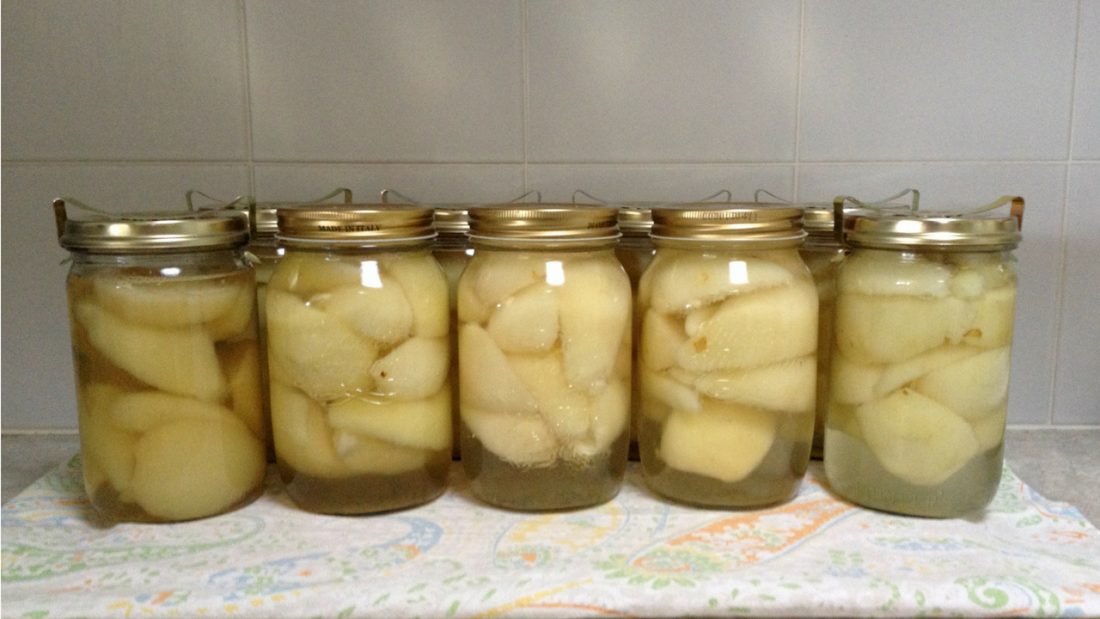Home grown pears bottled in 10 preserving jars